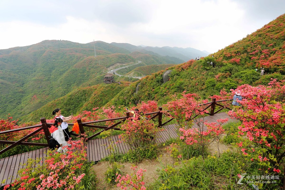 山丹丹开花，红艳艳