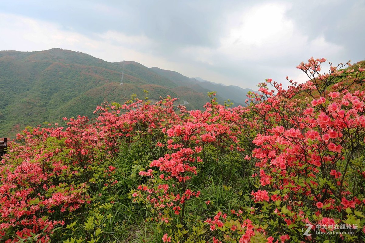 山丹丹开花，红艳艳