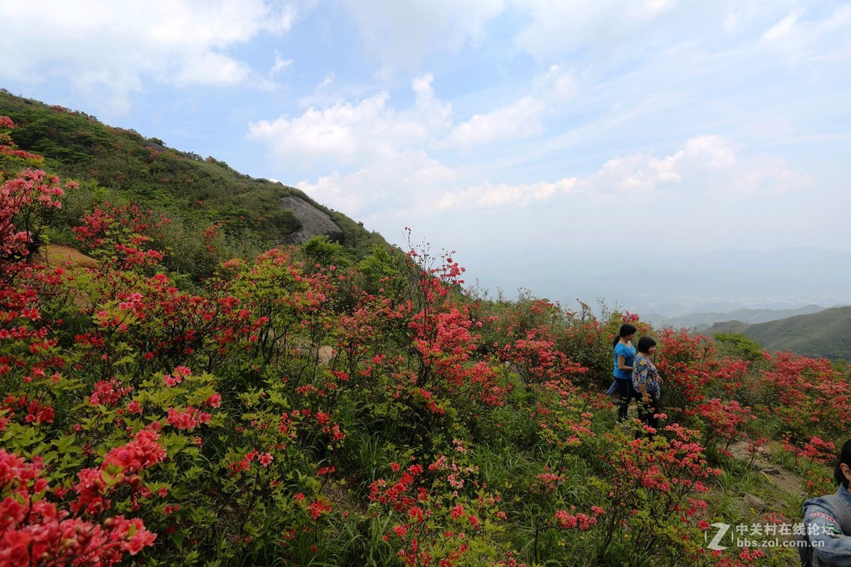 山丹丹开花，红艳艳