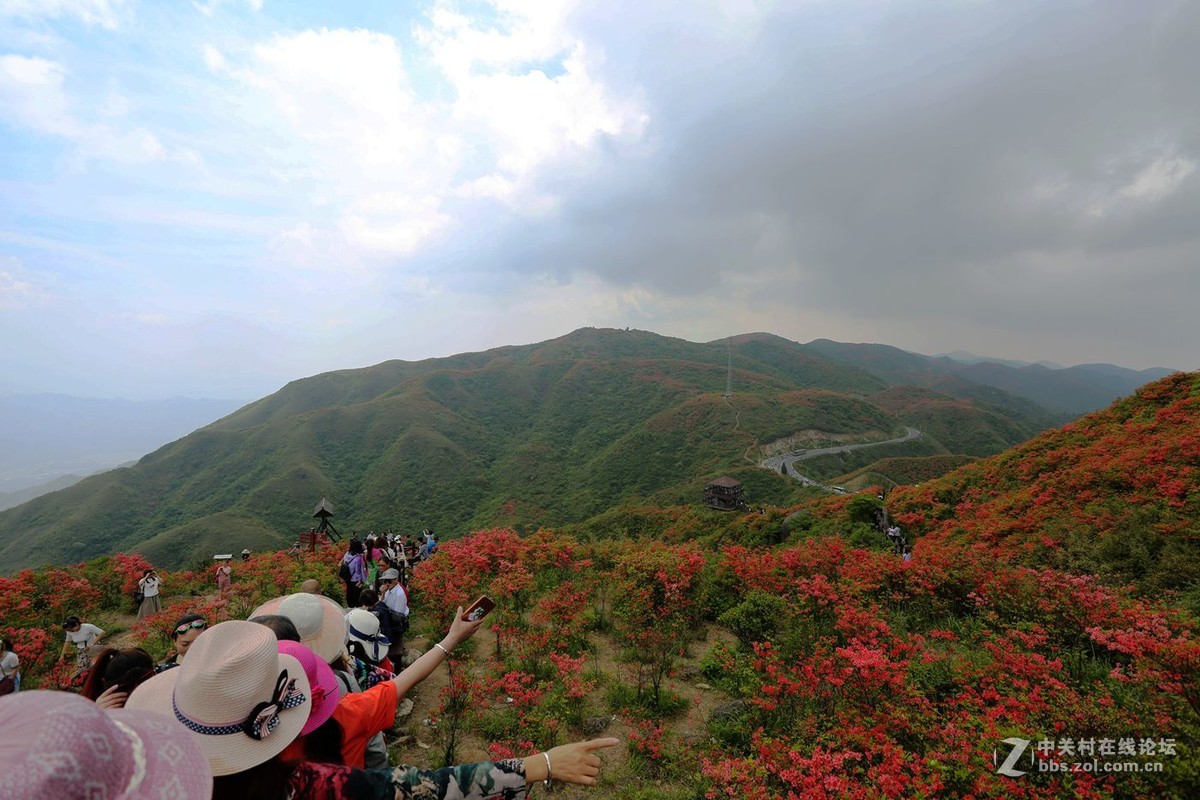 山丹丹开花，红艳艳