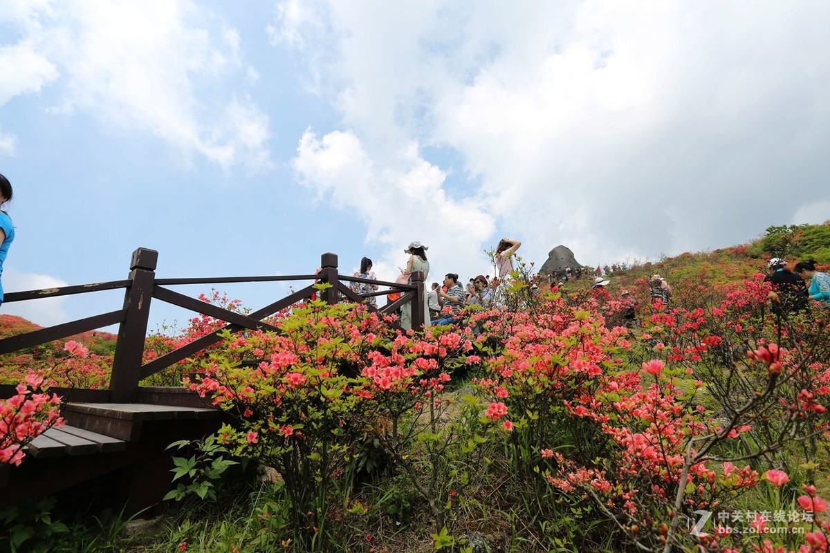 山丹丹开花，红艳艳