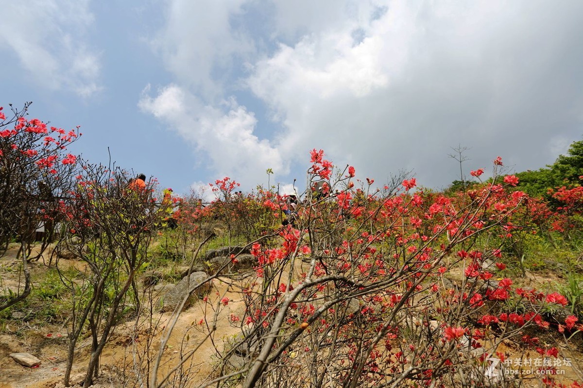 山丹丹开花，红艳艳