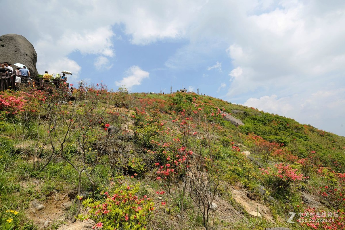 山丹丹开花，红艳艳