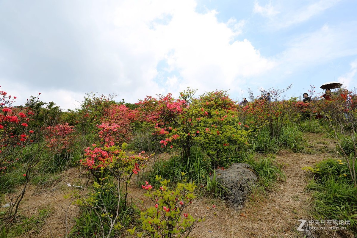 山丹丹开花，红艳艳