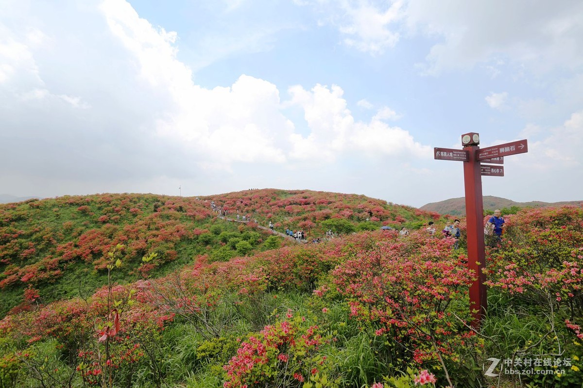 山丹丹开花，红艳艳