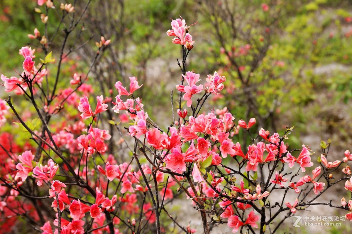 山丹丹开花，红艳艳