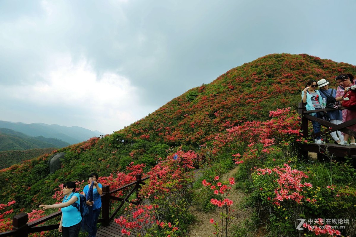 山丹丹开花，红艳艳