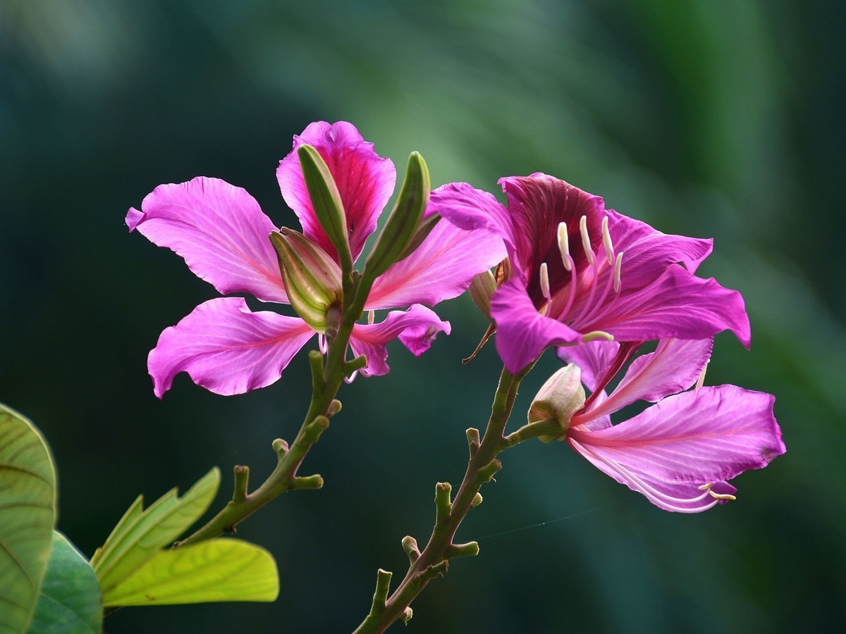 肇庆街头拍紫荆花