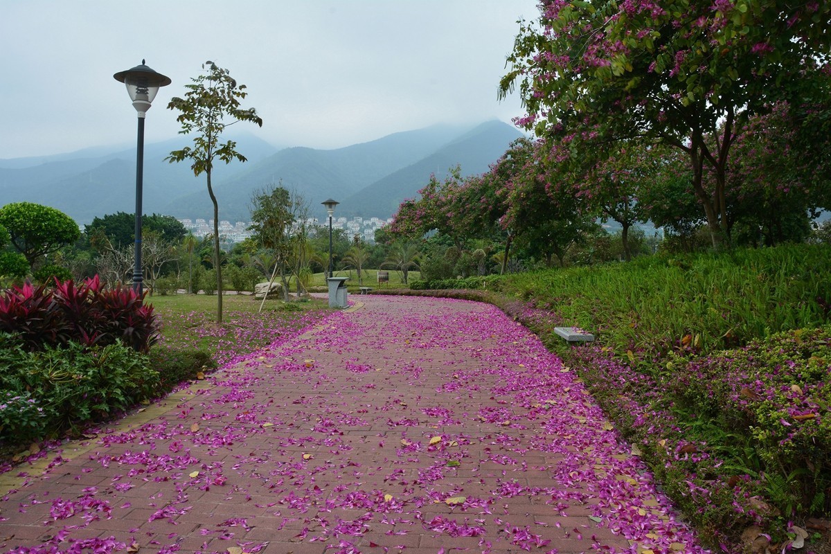 肇庆街头拍紫荆花