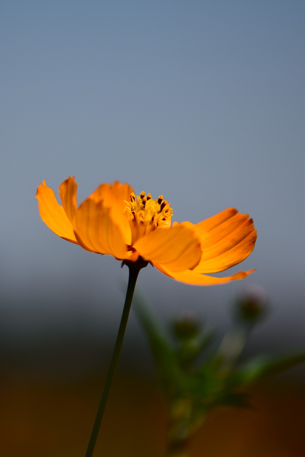 一组花草随拍-中关村在线摄影论坛