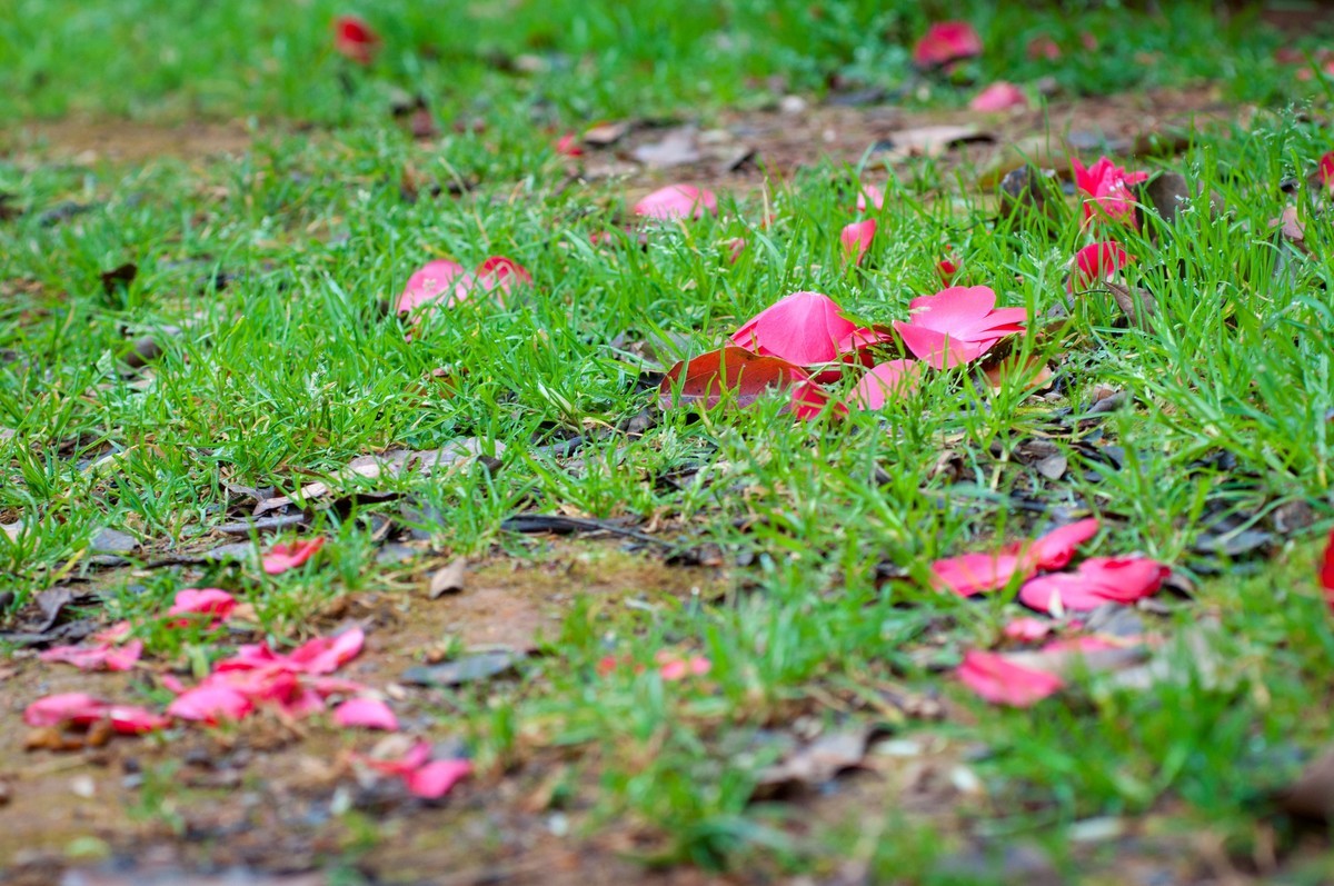落花满地春不惜