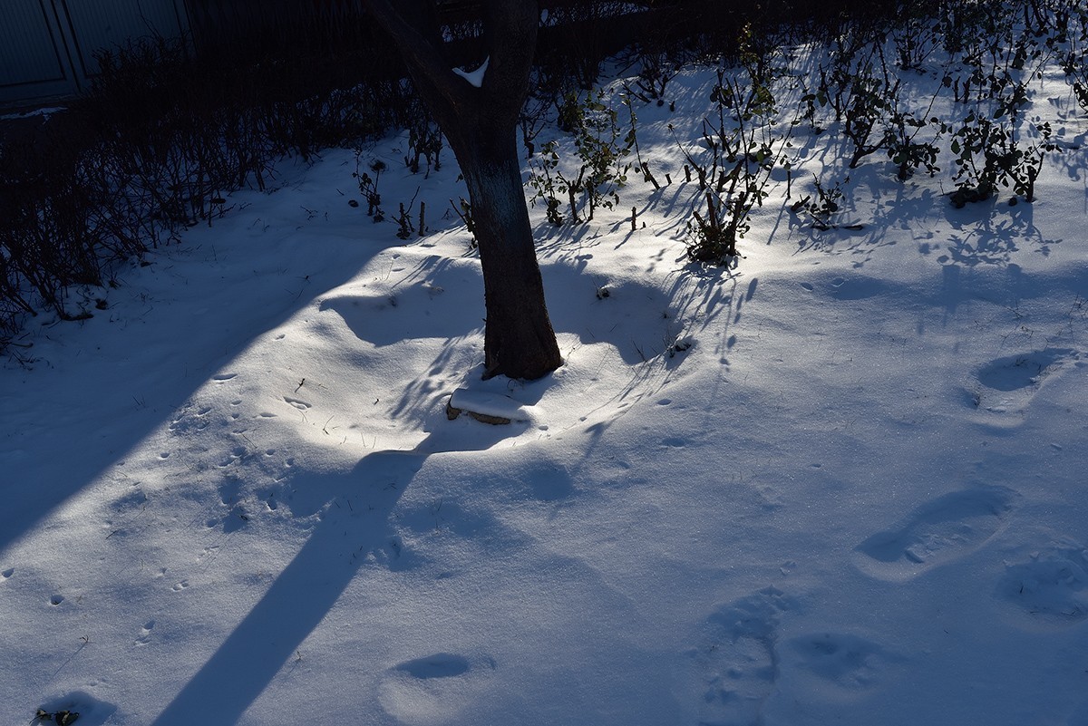 雪后