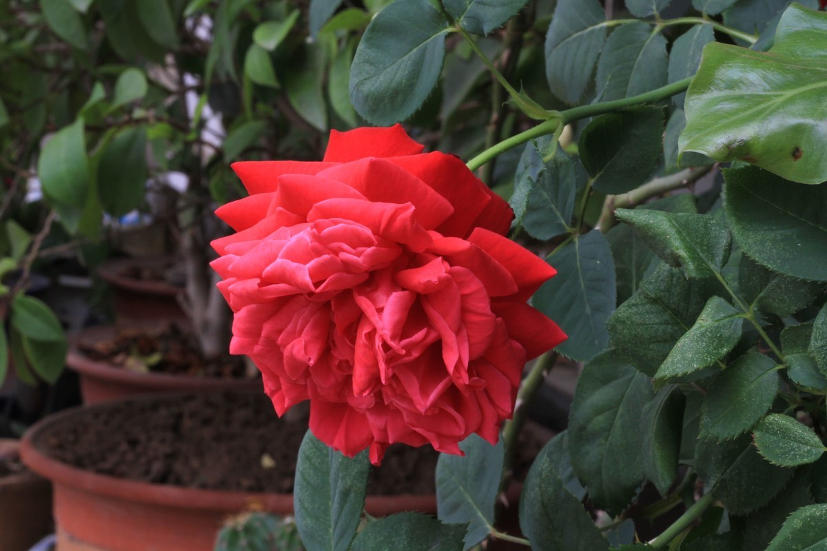 〈自家养的花〉