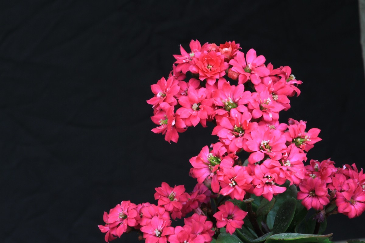 〈自家养的花〉