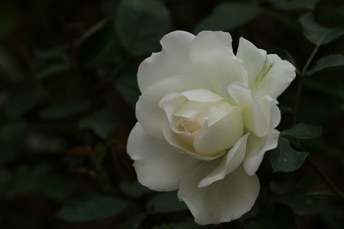 月季花(二 )纯白色