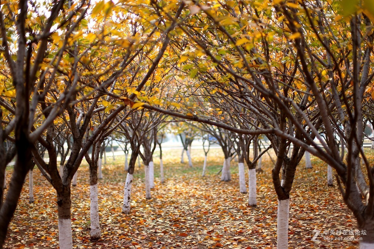第一次用50 f1.4感觉有味道