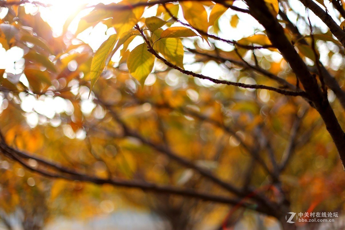 第一次用50 f1.4感觉有味道