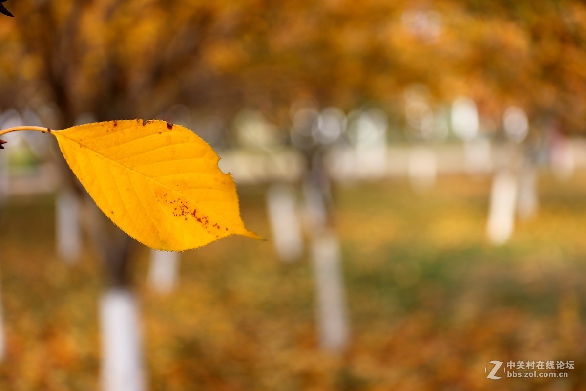 第一次用50 f1.4感觉有味道