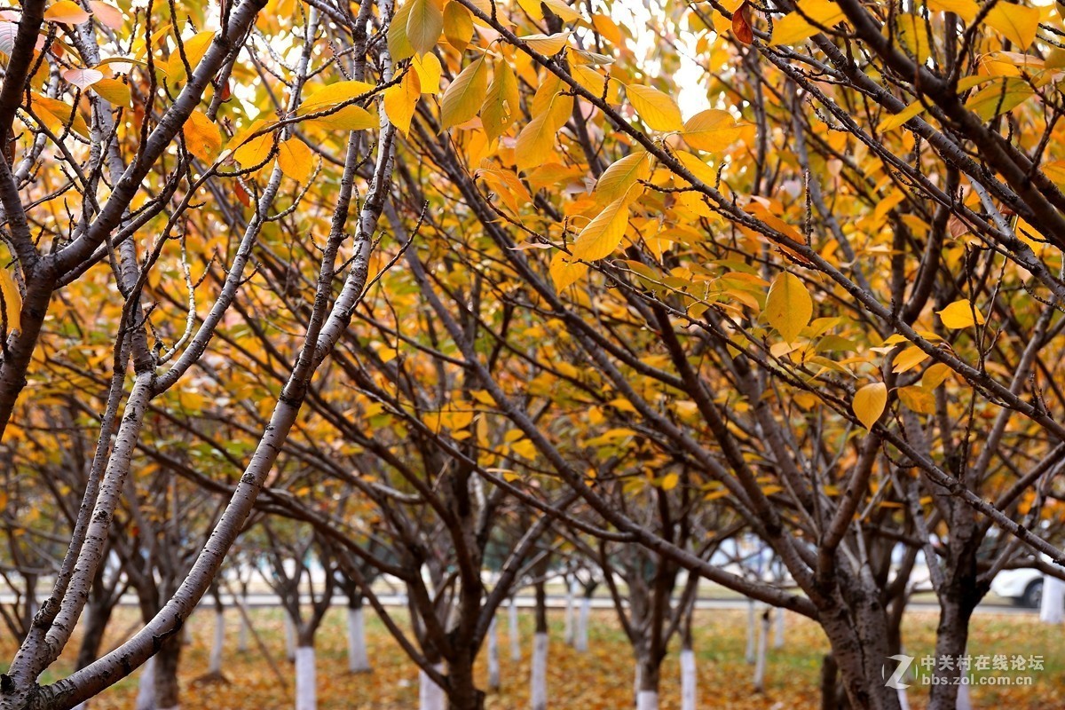 第一次用50 f1.4感觉有味道