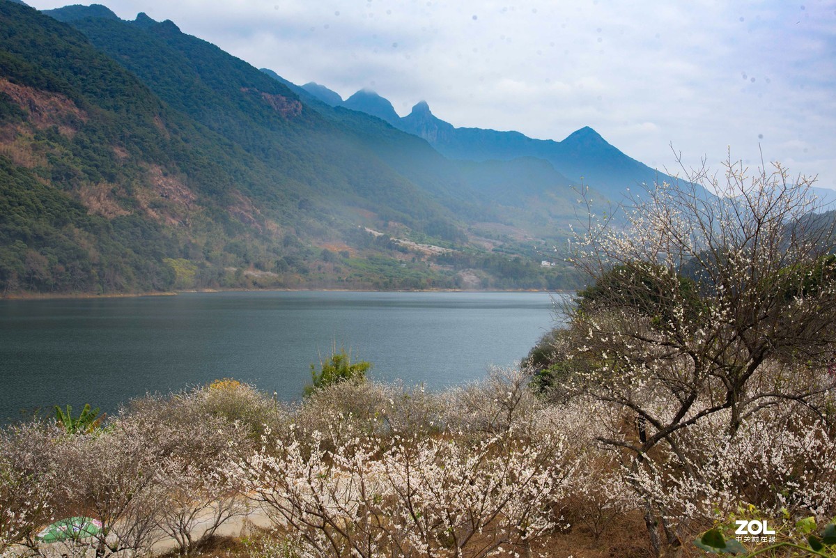流溪河畔香雪浓