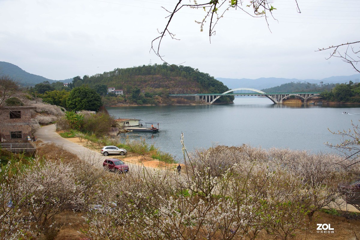 流溪河畔香雪浓
