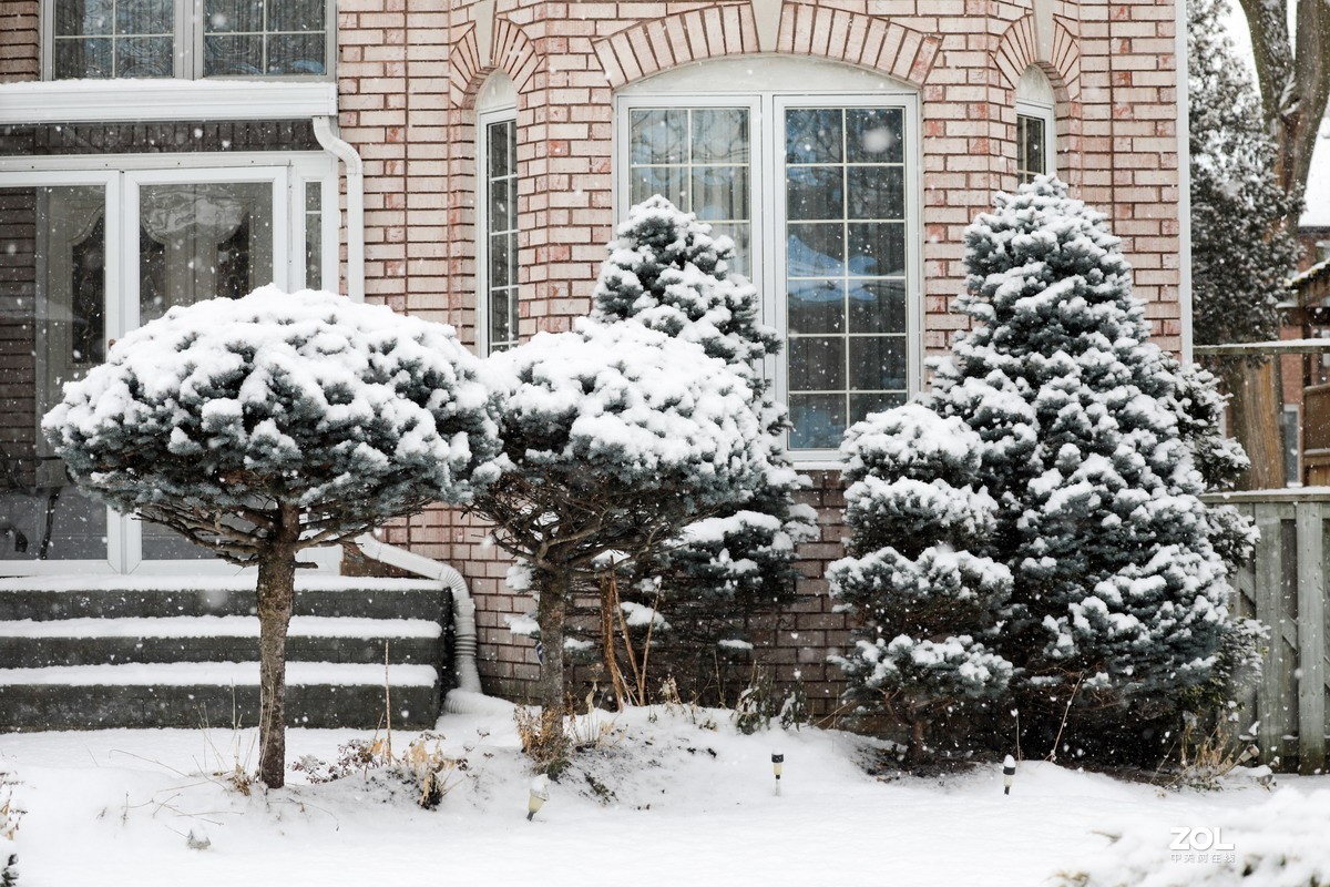 多伦多这个冬天的第三场雪6