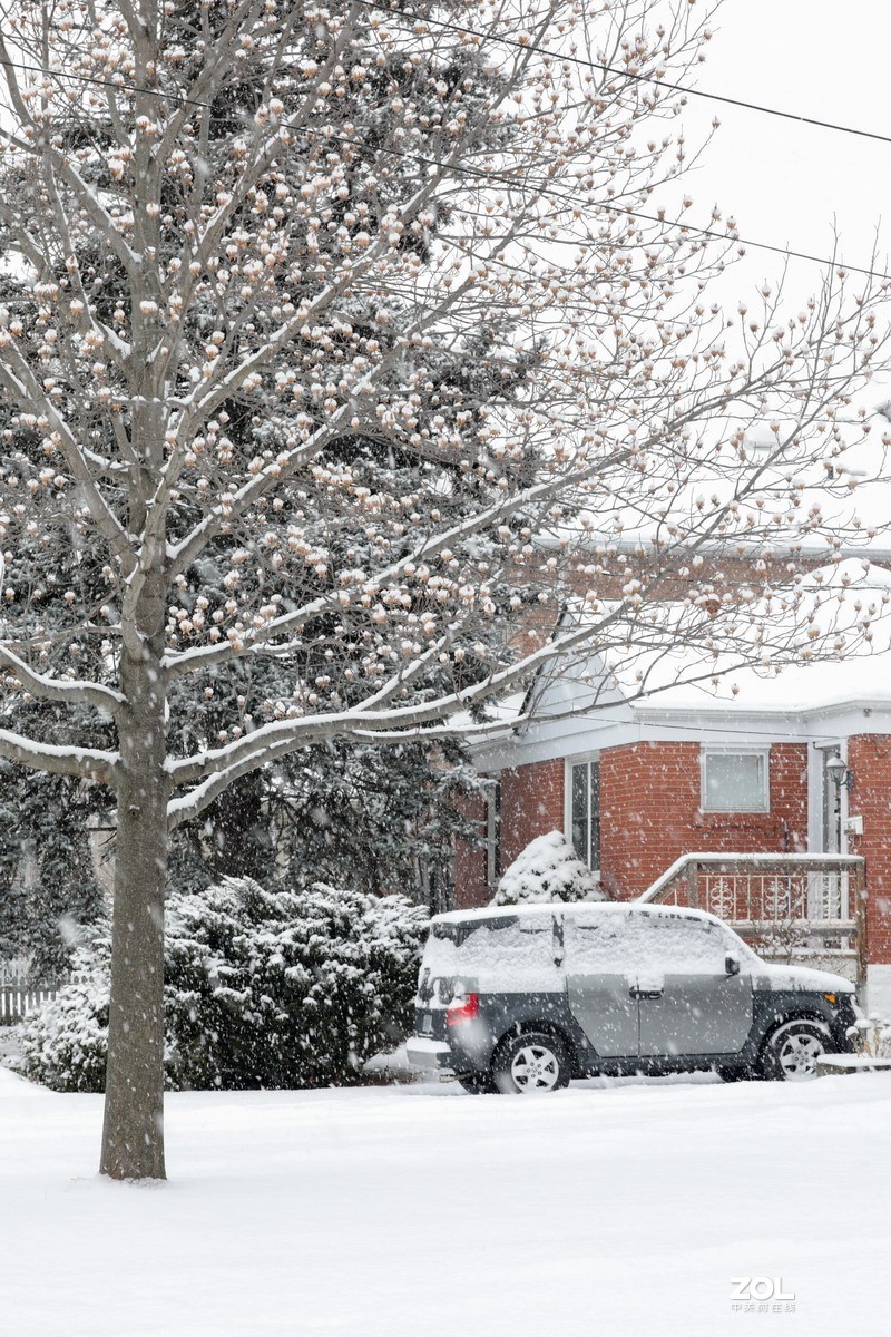 多伦多这个冬天的第三场雪6