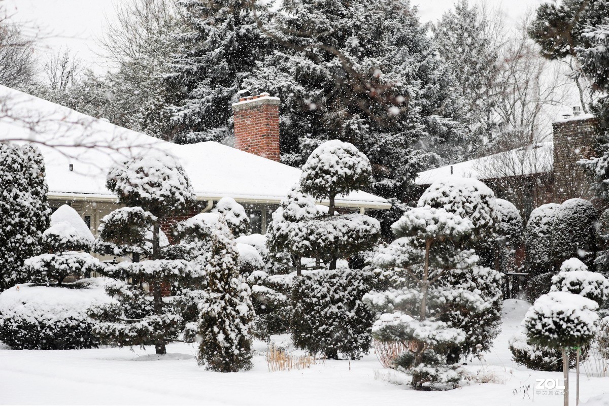 多伦多这个冬天的第三场雪6