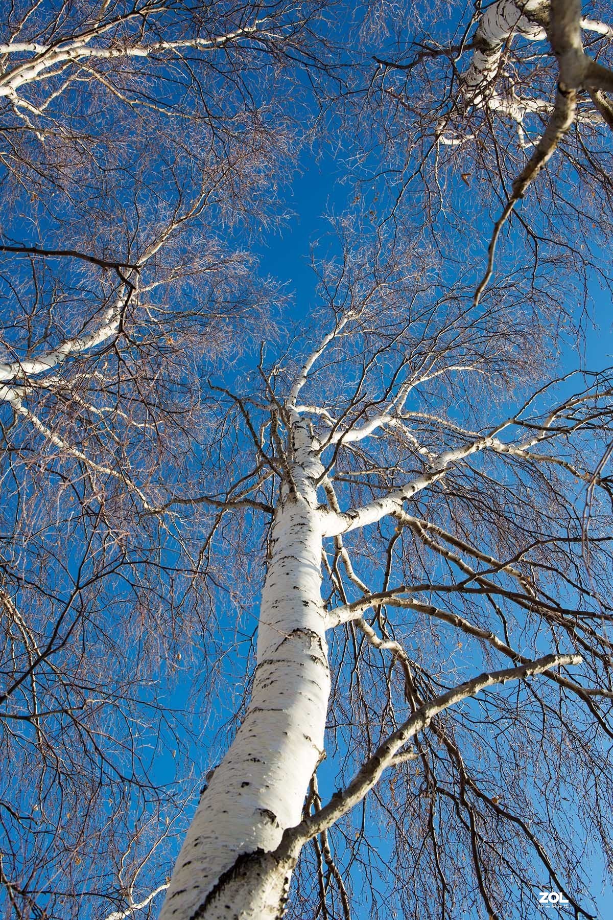 玉树琼枝映蓝天