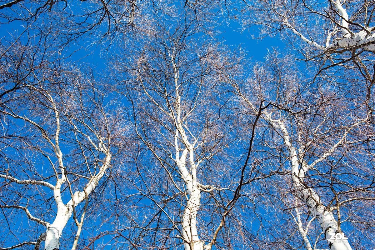 玉树琼枝映蓝天