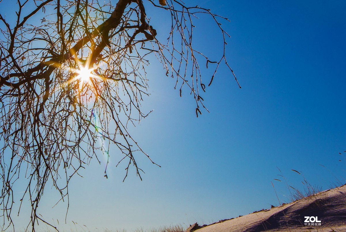 玉树琼枝映蓝天