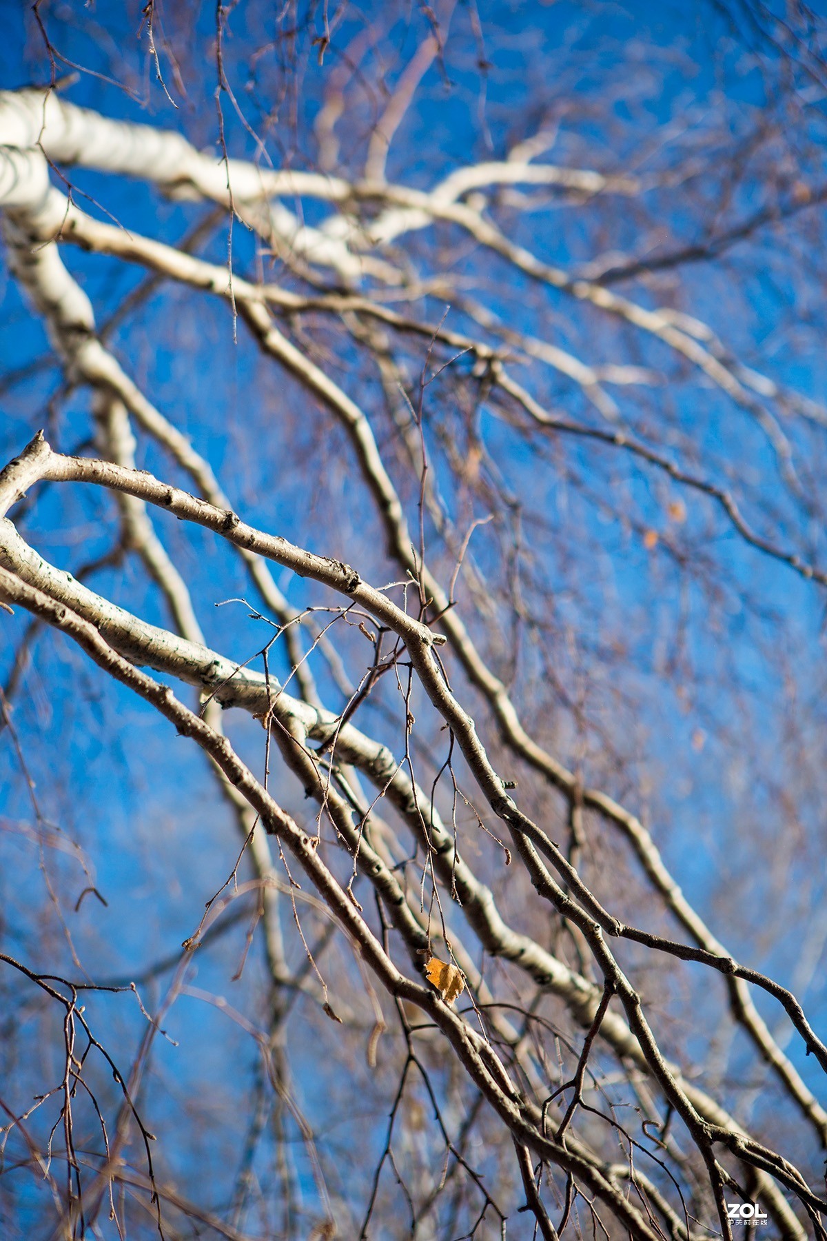 玉树琼枝映蓝天