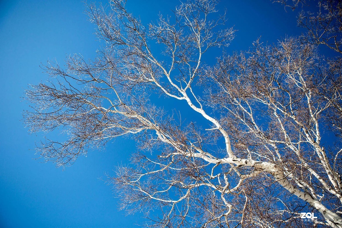 玉树琼枝映蓝天