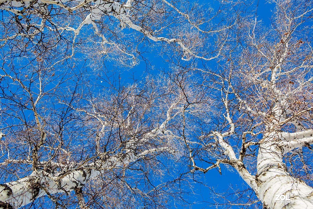 玉树琼枝映蓝天