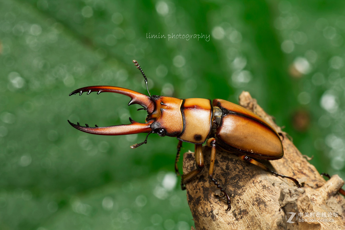 两点赤锯锹形虫