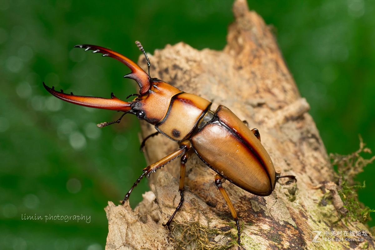 两点赤锯锹形虫