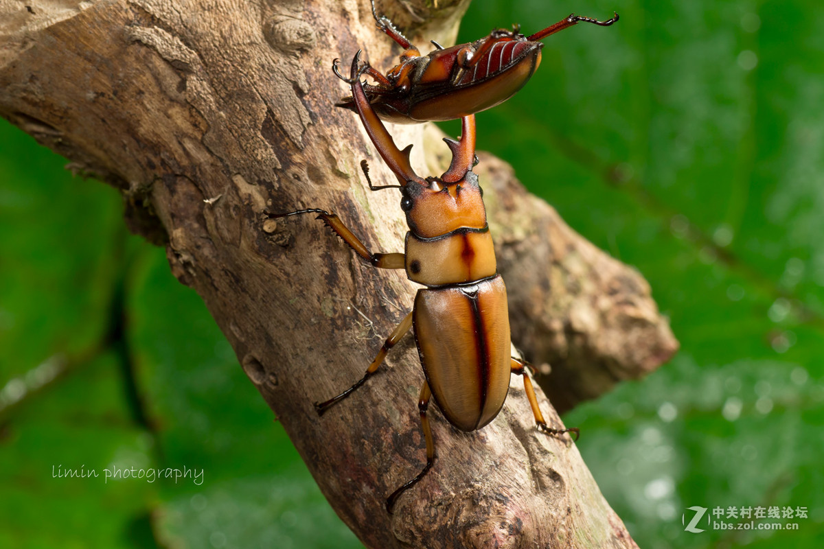 两点赤锯锹形虫