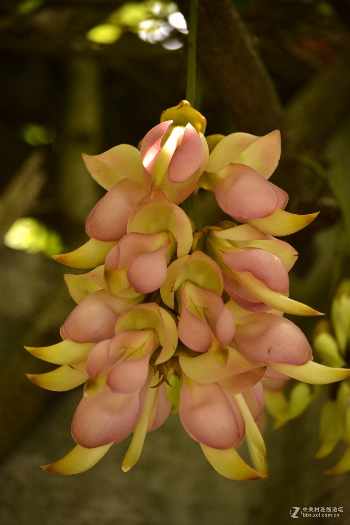 广州华南植物园禾雀花