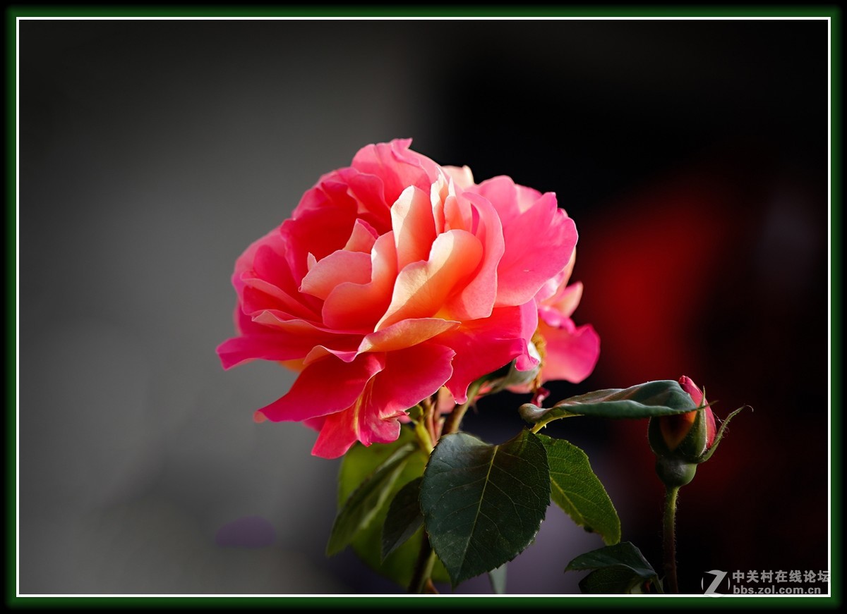 月季花金背大红