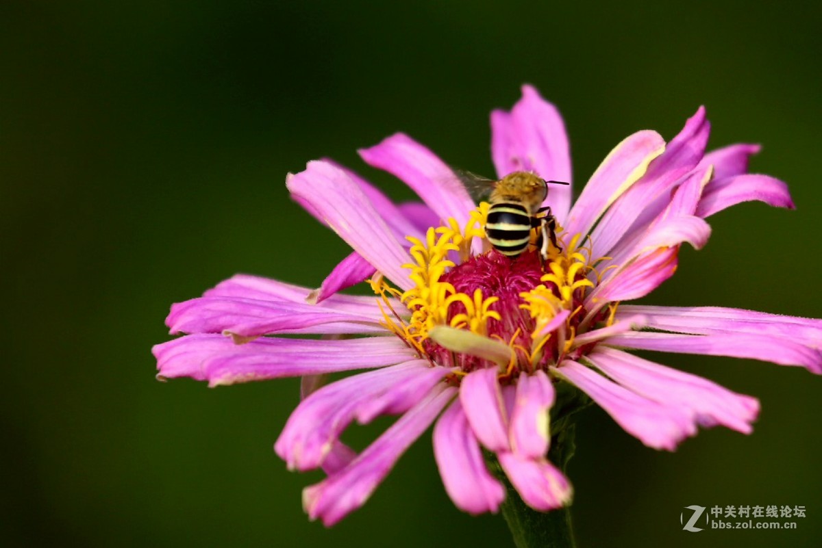 花卉随拍---练练手