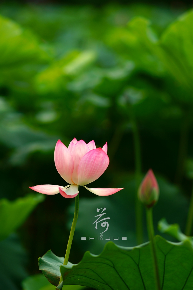 2017-荷
