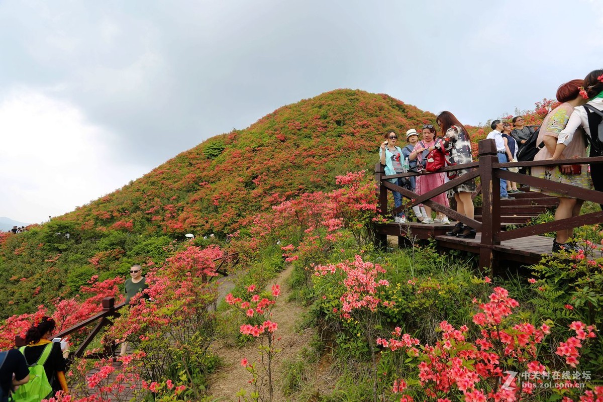 山丹丹开花，红艳艳