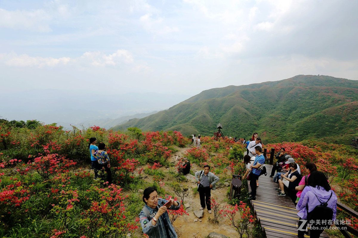 山丹丹开花，红艳艳
