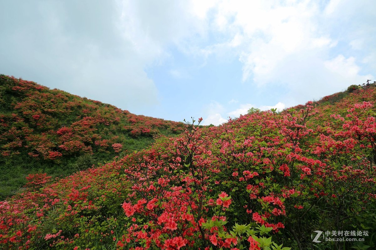 山丹丹开花，红艳艳