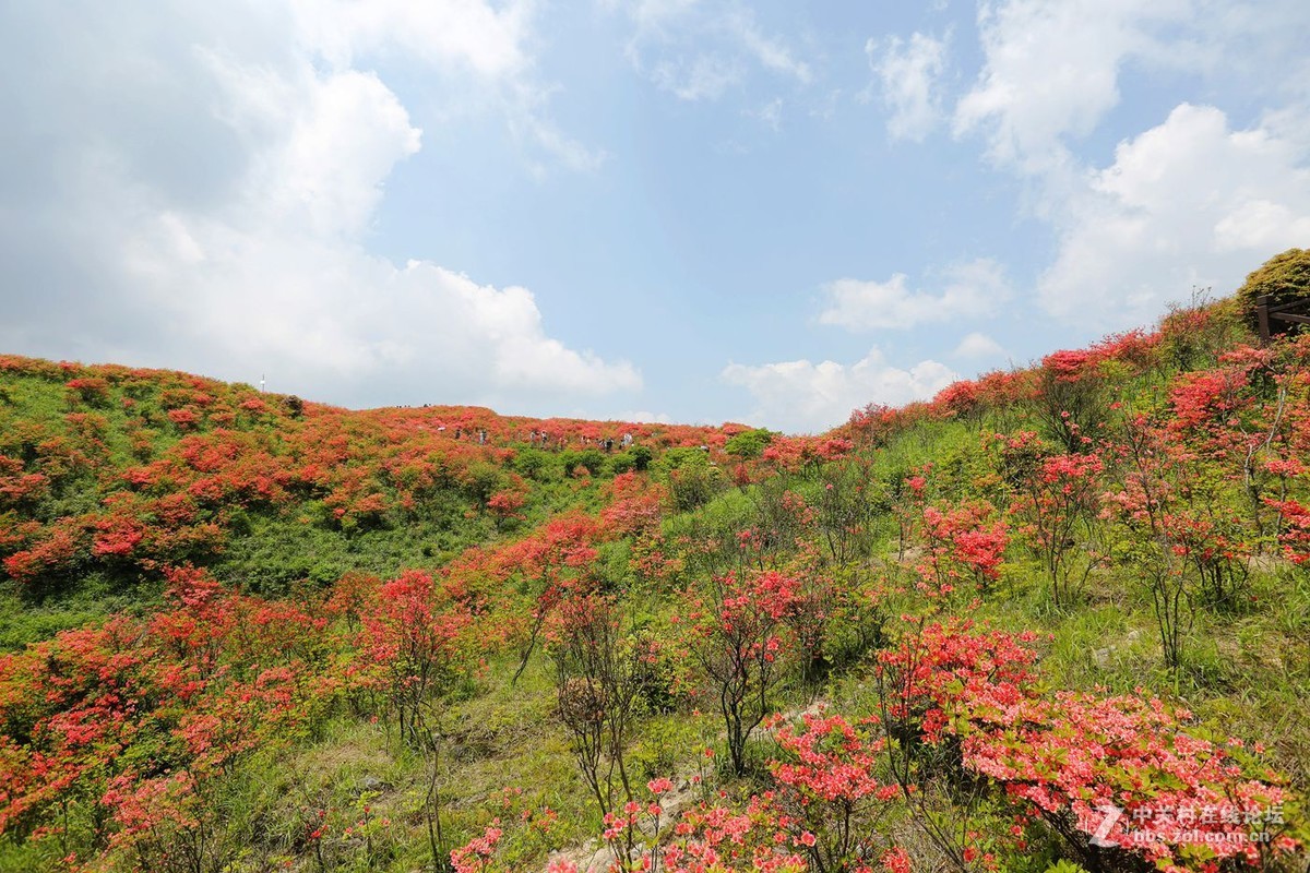 山丹丹开花，红艳艳