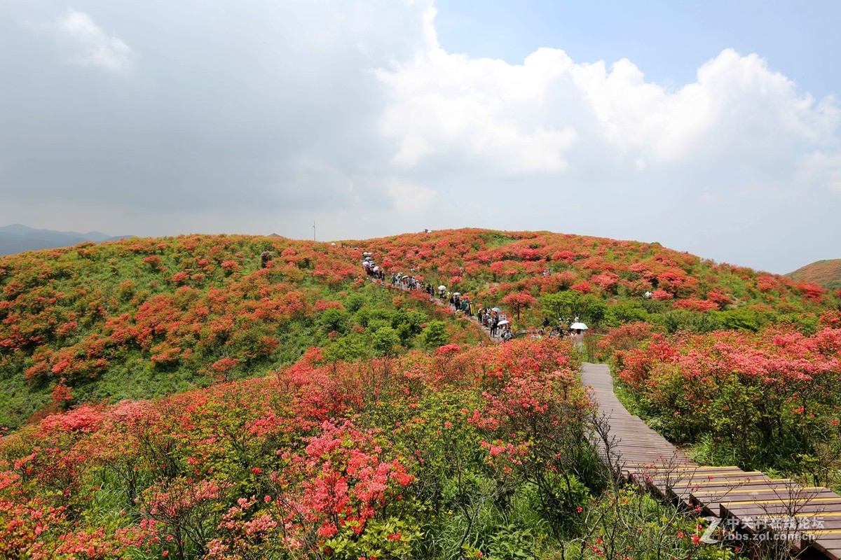 山丹丹开花，红艳艳