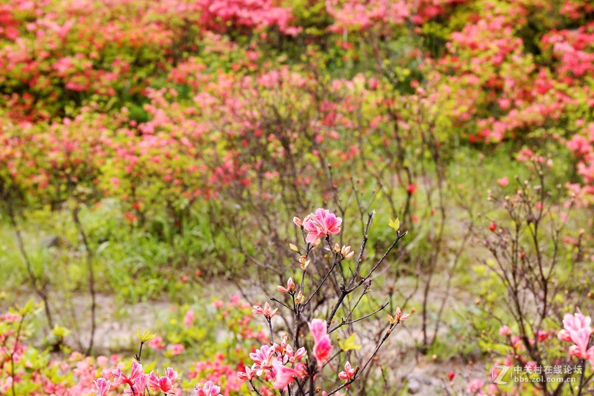 山丹丹开花，红艳艳