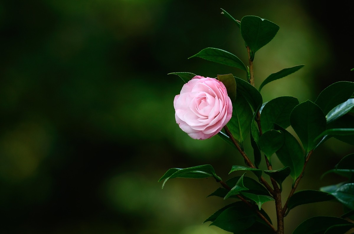 冬花——茶花、冬樱花和梅花