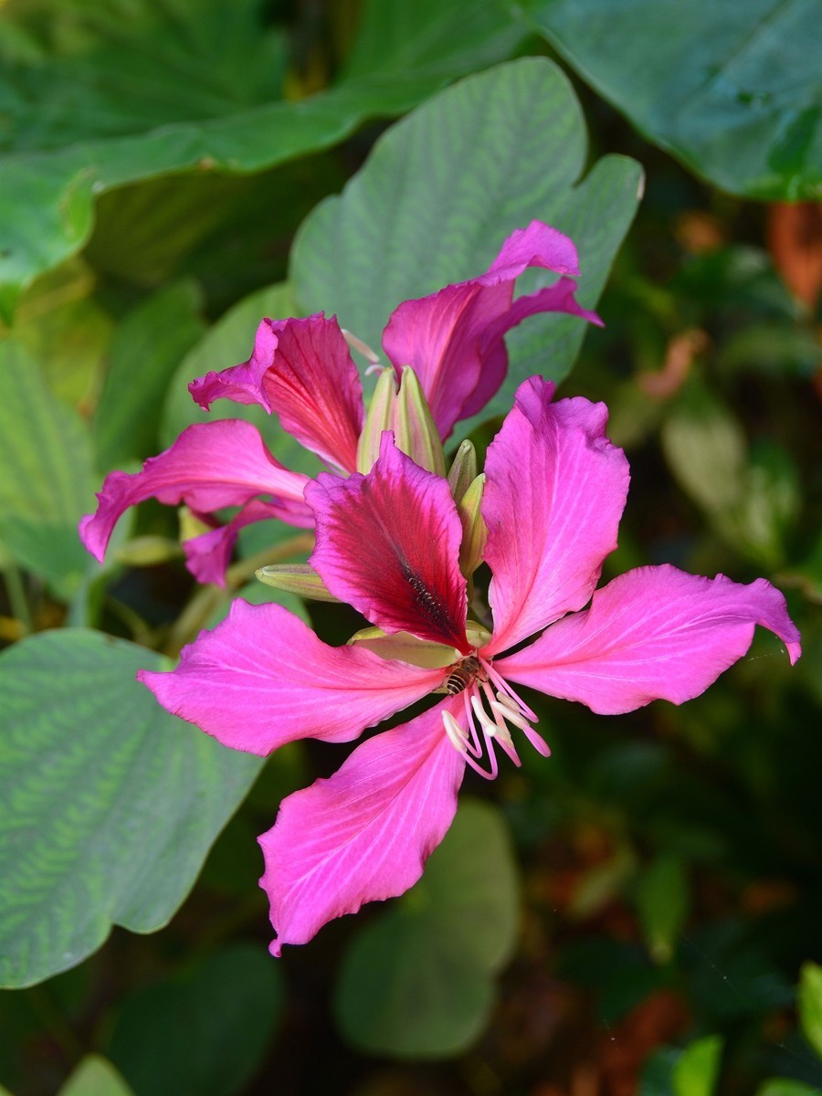 肇庆街头拍紫荆花