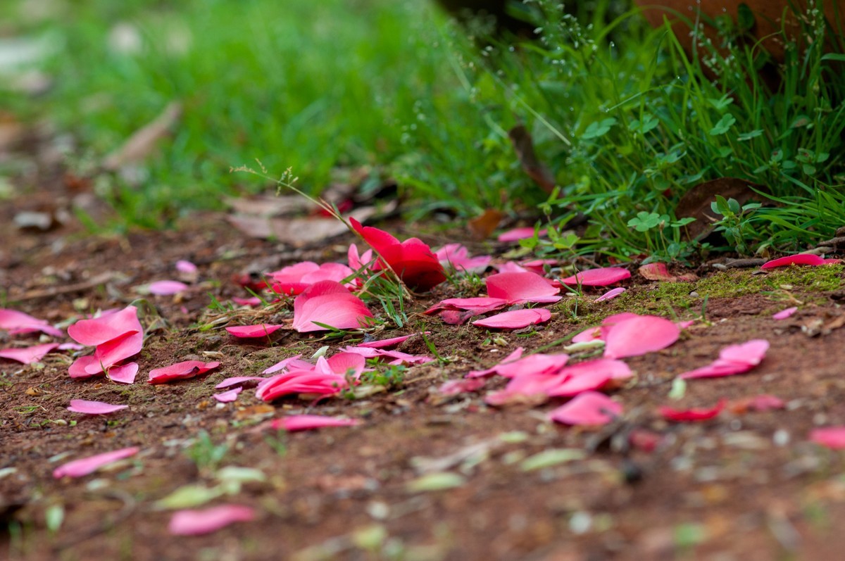 落花满地春不惜